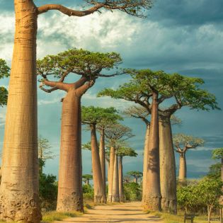 Мадагаскар